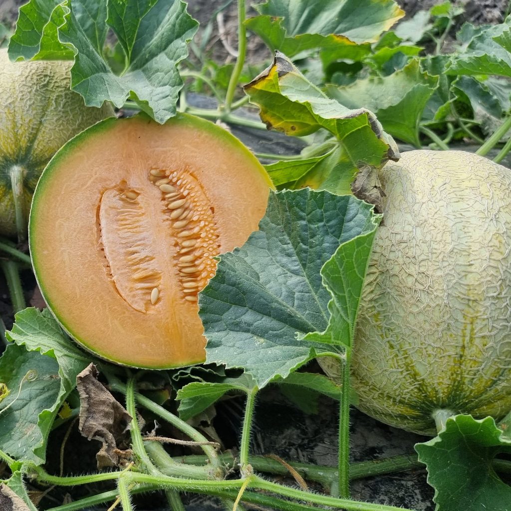 Melones uz lauka piemājas saimniecība Padegas